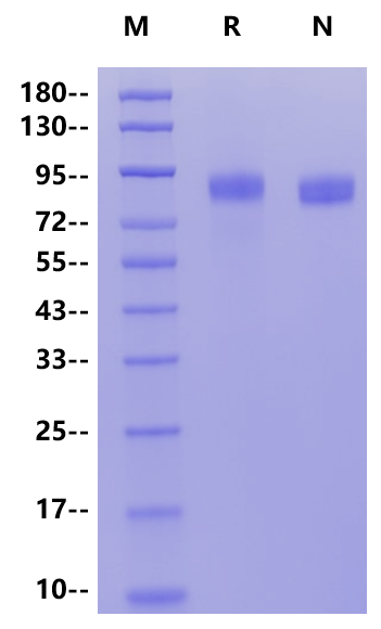 Her3 His Tag Protein, Mouse
