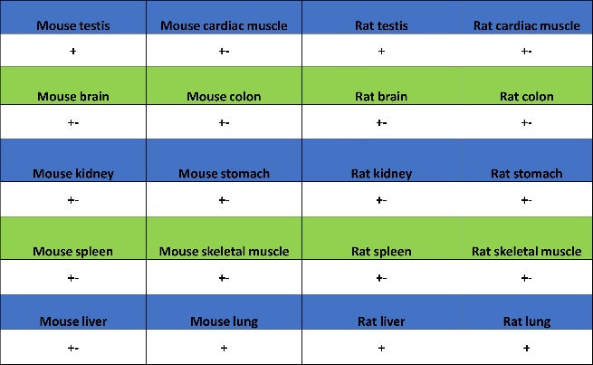 Cyclin E1 Recombinant Rabbit mAb (SDT-2512-182)