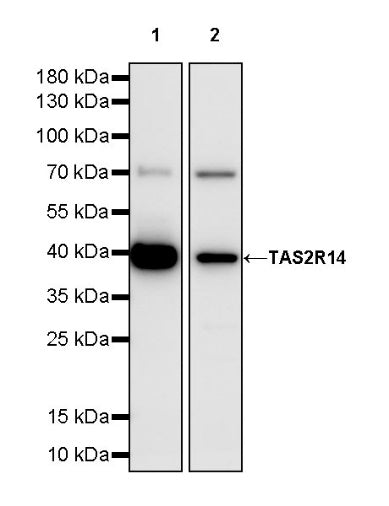 TAS2R14 Recombinant Rabbit mAb (S-1974-10)