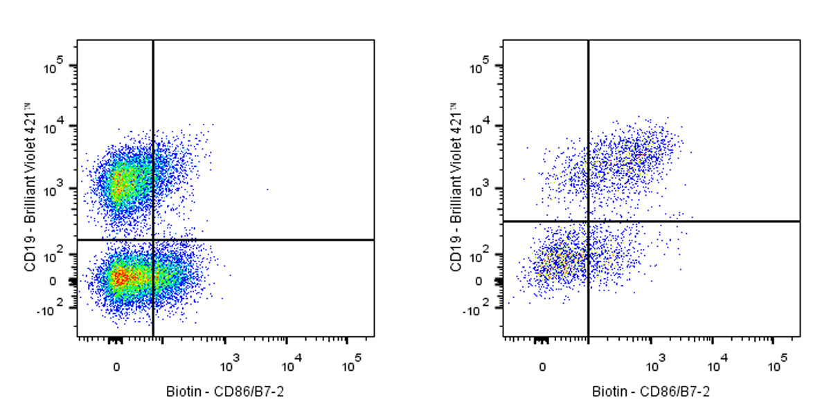 Biotin Rat Anti-Mouse CD86/B7-2 Antibody (GL-1)