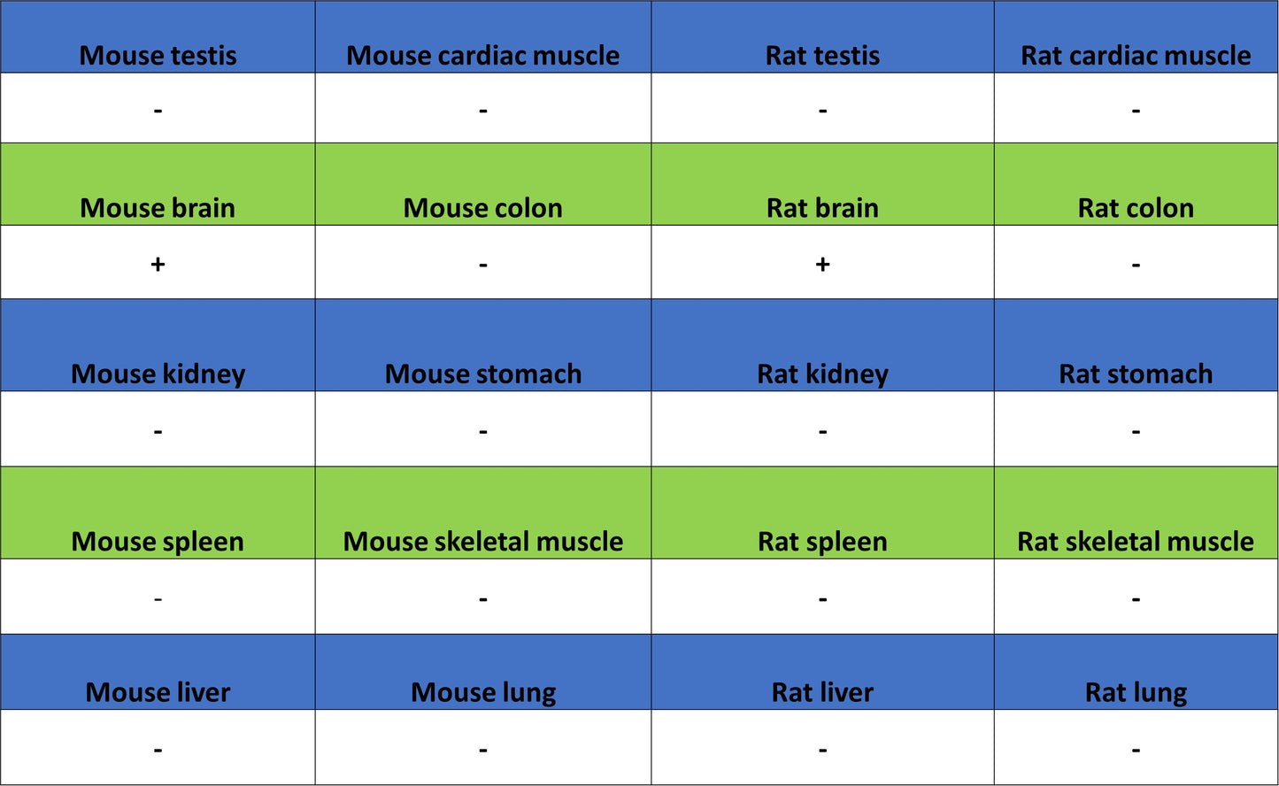 pan SCN Recombinant Rabbit mAb (S-5038)