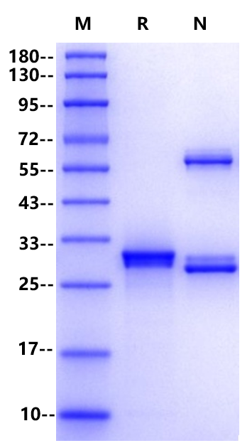 Proteinase K
