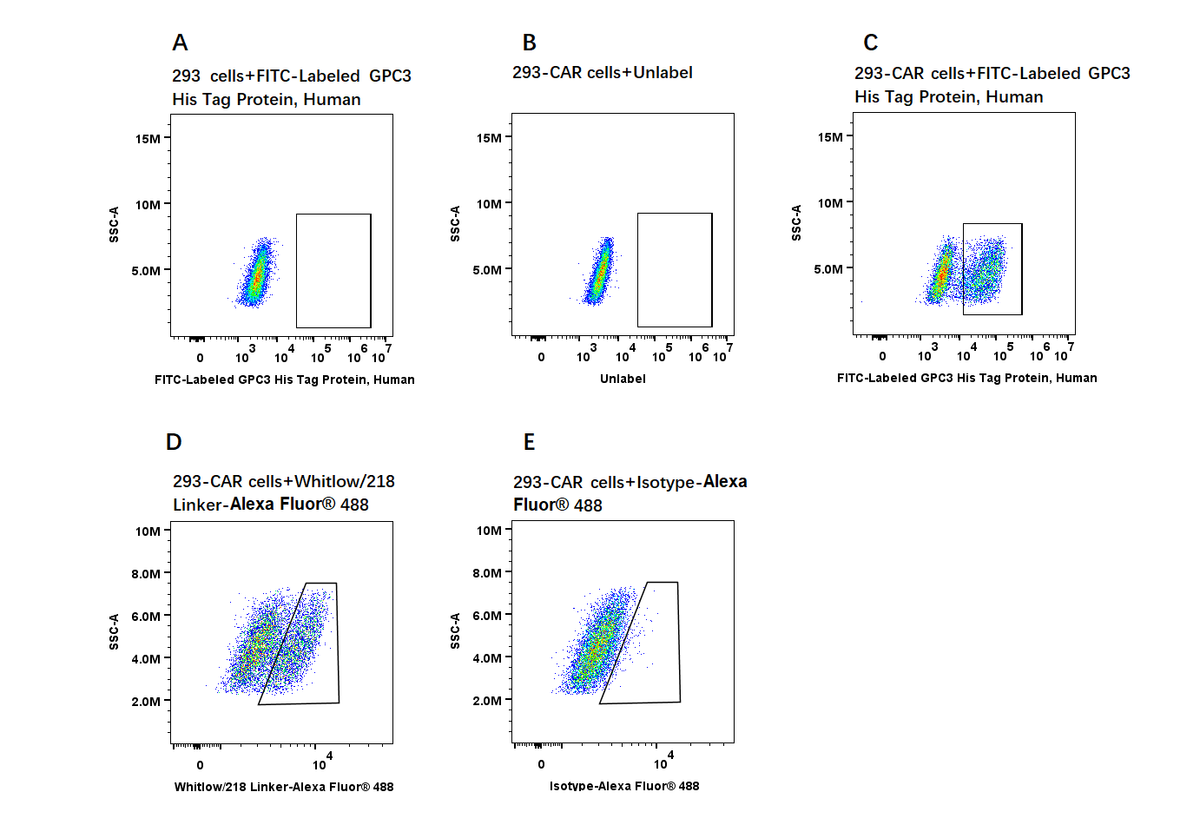 FITC-Labeled GPC3/Glypican 3 His Tag Protein, Human