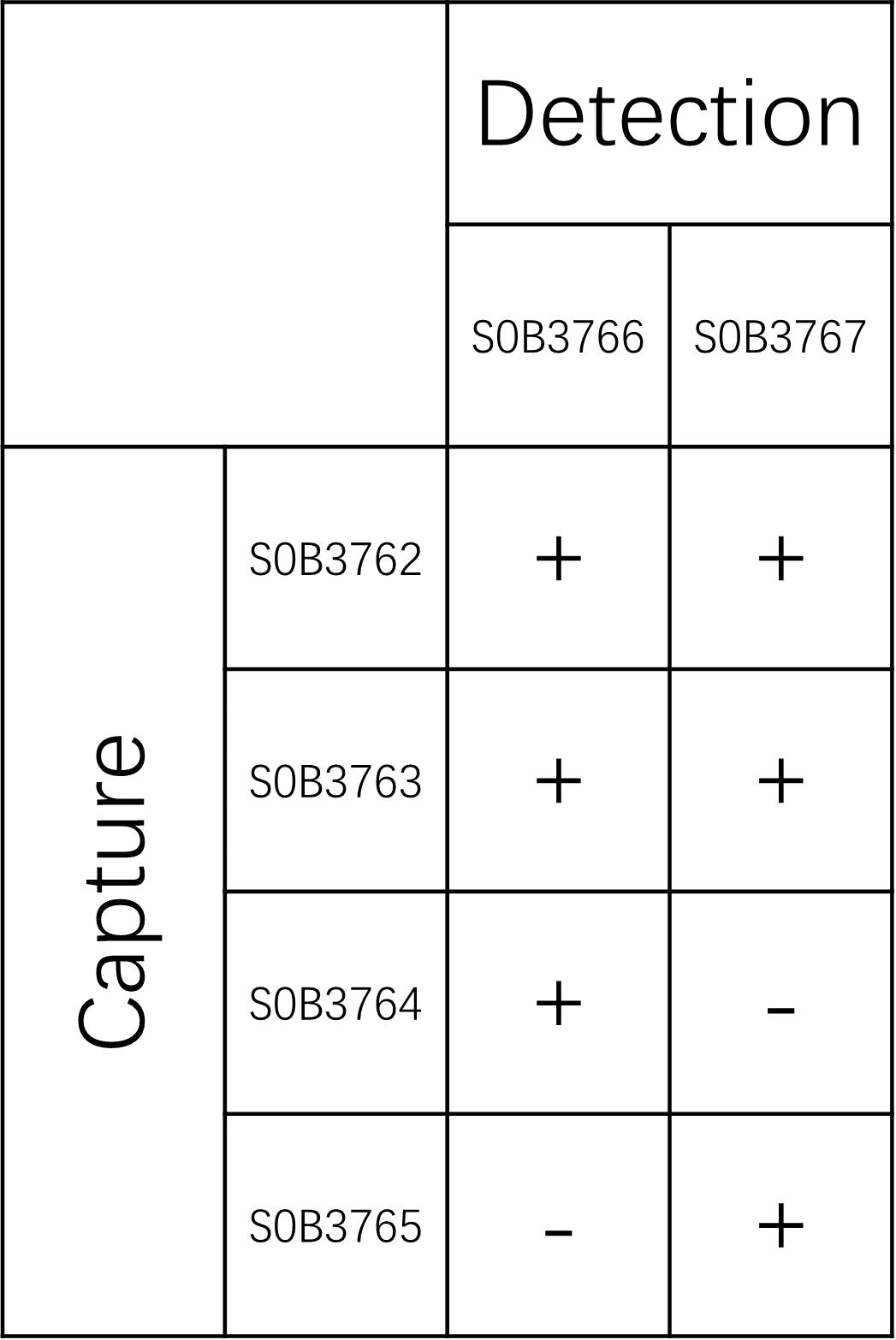 CCL22 Recombinant Rabbit mAb (SDT-1946-107)