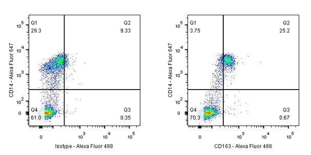 CD163 Recombinant Rabbit mAb (SDT-222-171)