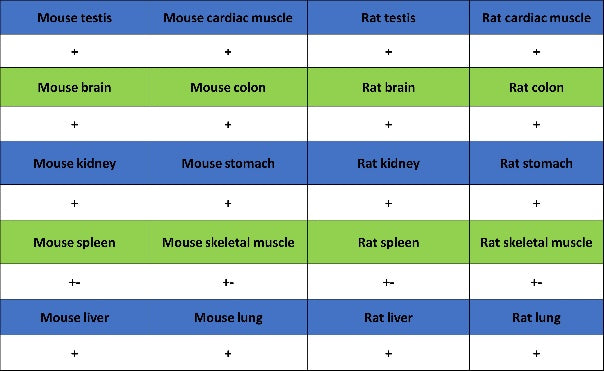 SERCA2 ATPase Recombinant Rabbit mAb (S-5956)