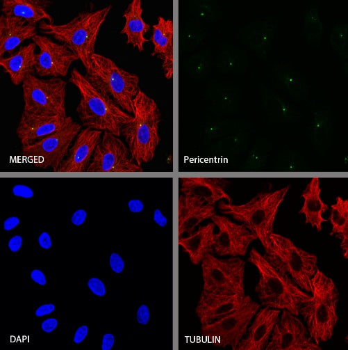 Pericentrin Recombinant Rabbit mAb (S-1579-144)