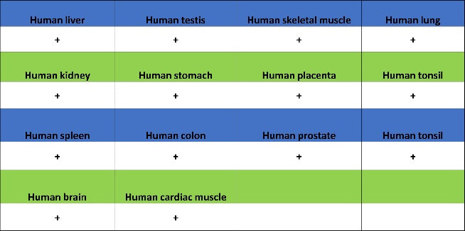 HSF1 Recombinant Rabbit mAb (S-3139-44)