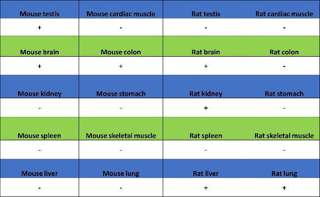 iNOS Recombinant Rabbit mAb (S-2493-61)