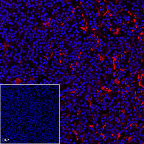 CD163 Recombinant Rabbit mAb (Alexa Fluor® 555 Conjugate) (S-222-171)