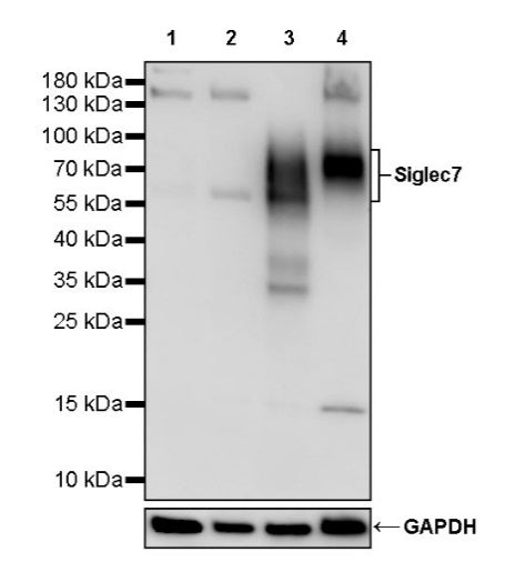 Siglec7 Recombinant Rabbit mAb (S-2116-168)