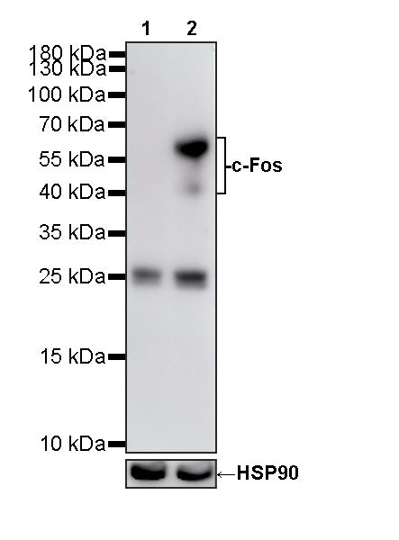 c-Fos-Knockdown HeLa Cell Lysate