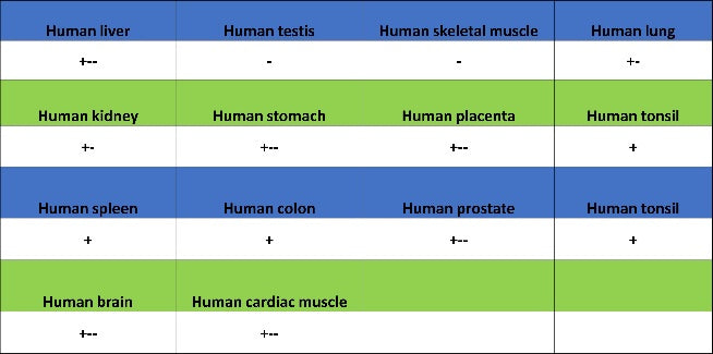 CMTM6 Recombinant Rabbit mAb (S-2013-4)