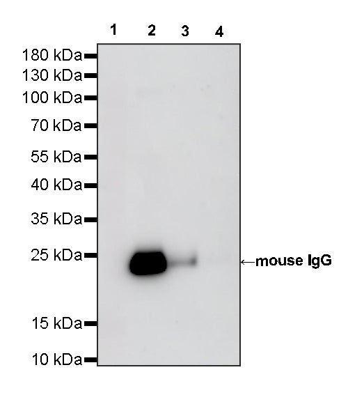 Rabbit Anti-Mouse/Rat IgG (Light chain specific) (HRP Conjugate)