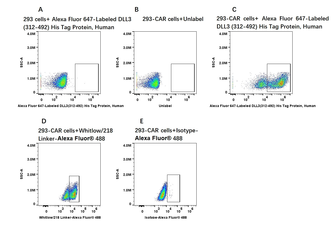 Alexa Fluor 647-Labeled DLL3(312-492) His Tag Protein, Human