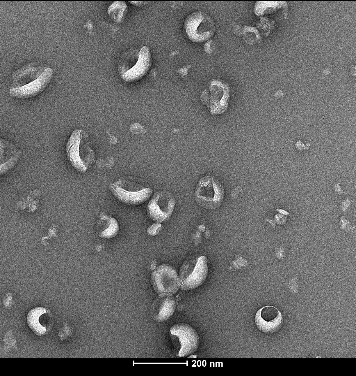 Virus-Like Particle (VLP) Protein-isotype control