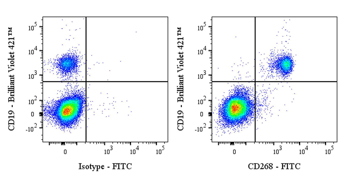 FITC Mouse Anti-Human CD268 (BAFF Receptor) Antibody (11C1)