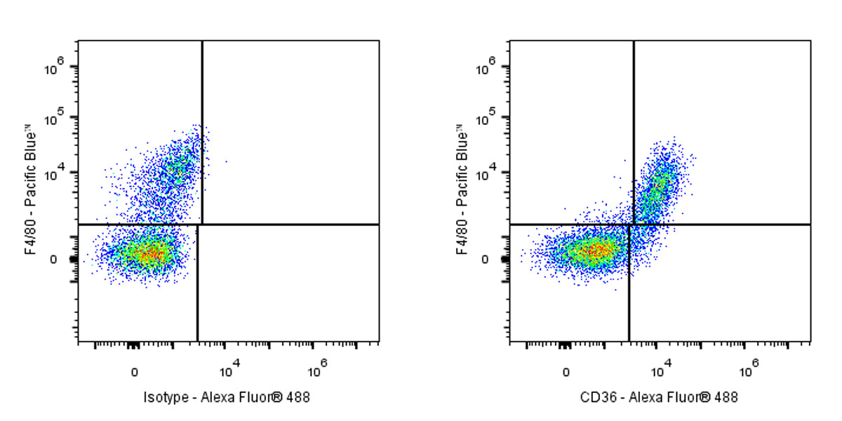 Alexa Fluor® 488 Armenian hamster Anti-Mouse CD36 Antibody (HM36)