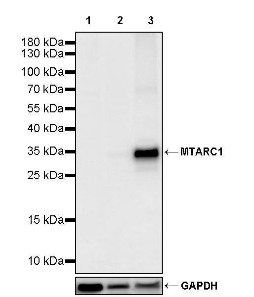 MTARC1 Rabbit Polyclonal Antibody