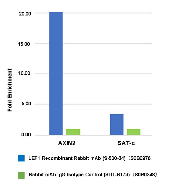 LEF1 Recombinant Rabbit mAb (S-500-34)
