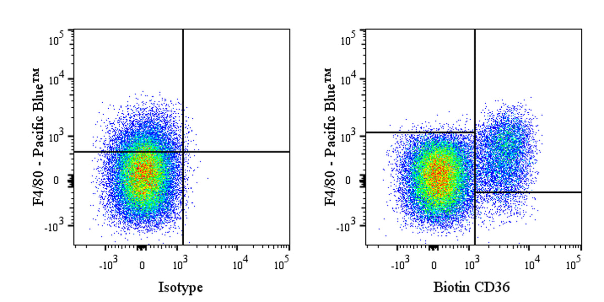 Biotin Armenian hamster Anti-Mouse CD36 Antibody (HM36)
