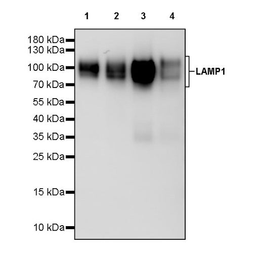 LAMP1 Recombinant Rabbit mAb (HRP Conjugate) (SDT-405-39)