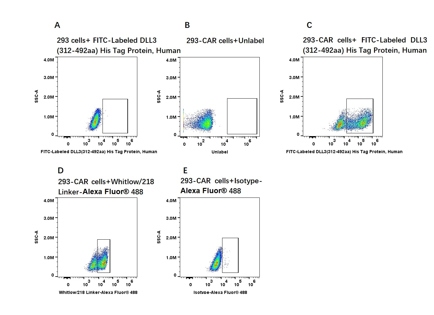 FITC-Labeled DLL3(312-492) His Tag Protein, Human