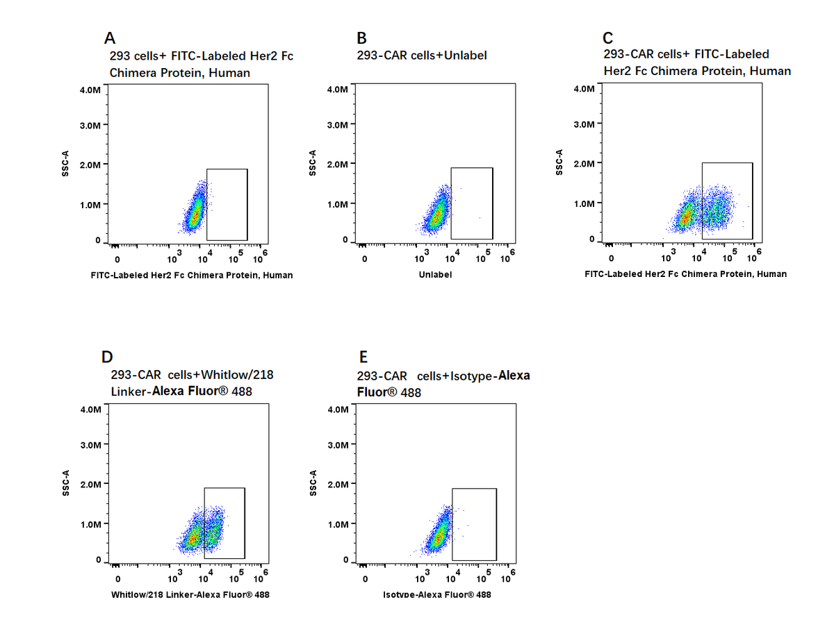 FITC-Labeled Her2 Fc Chimera Protein, Human