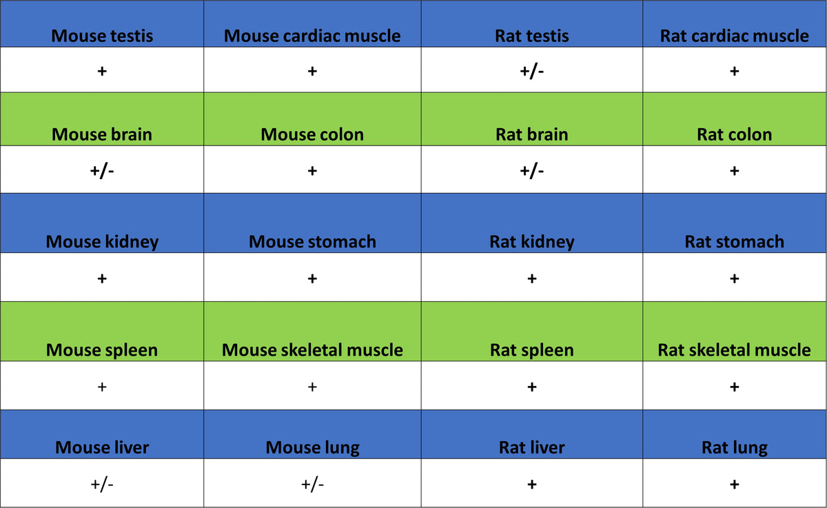 BMP4 Recombinant Rabbit mAb (S-3938-66)