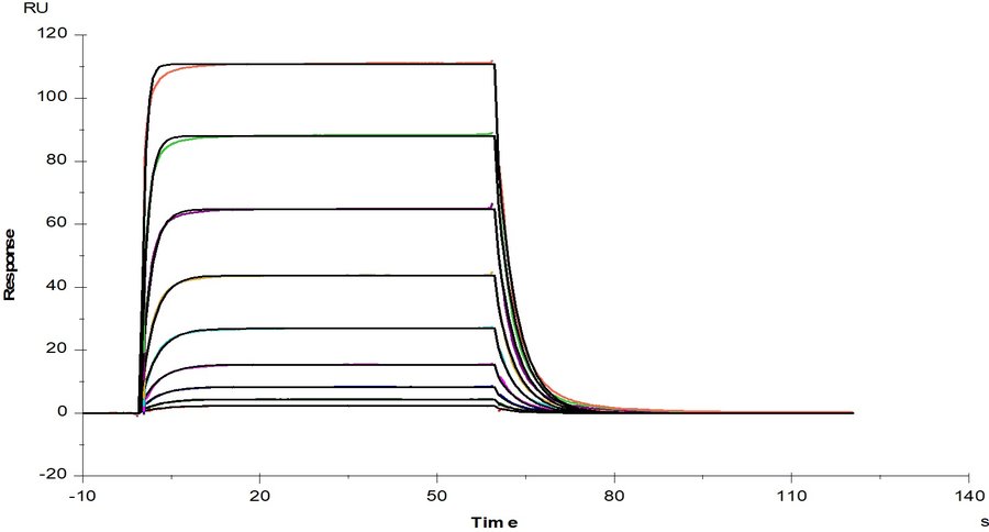 IL-3 Protein, Mouse