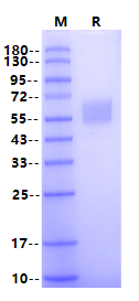 MIS RII Llama IgG2b Fc Chimera Protein, Human