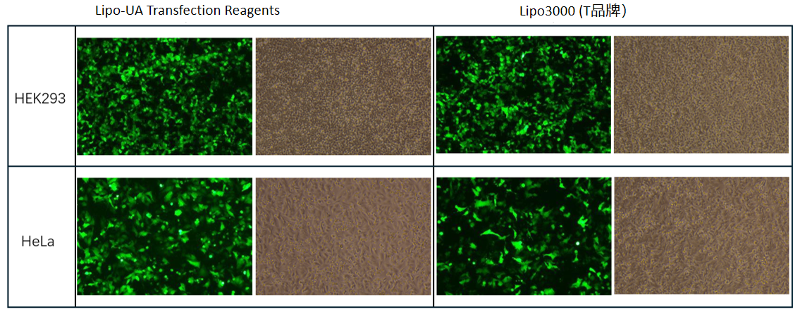 Lipo-UA Transfection Reagents