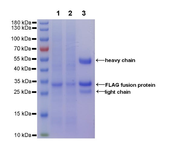 Rabbit Anti-FLAG (DYKDDDDK) Tag Magnetic Agarose