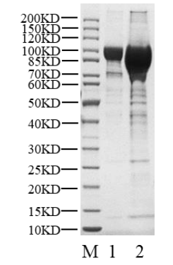 STAT1 His-SUMO Tag Protein, Human