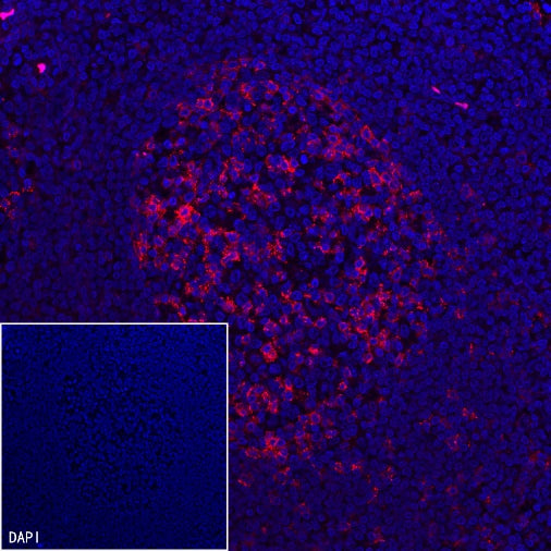 PD-1 Recombinant Rabbit mAb (Alexa Fluor® 555 Conjugate) (SDT-035-25)