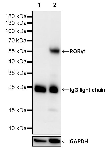 RORγt Recombinant Mouse mAb (S-4205)
