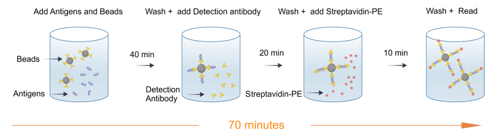 Human GM-CSF Single Plex Kit (Flow Cytometry Bead Assay)