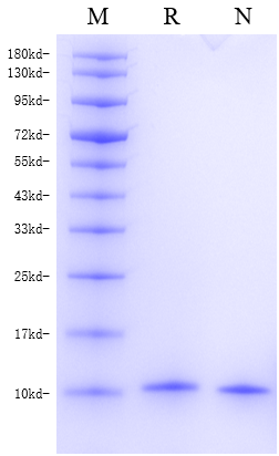 Cholera Toxin B subunit (CTB)