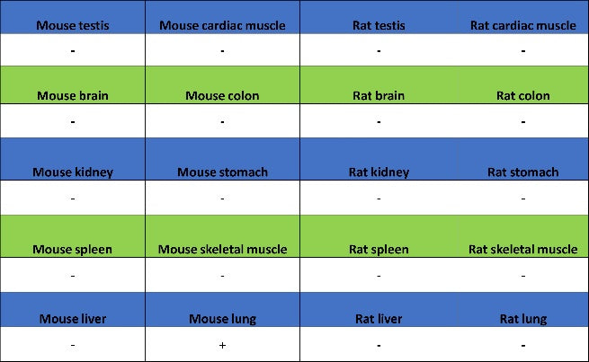Podoplanin Recombinant Rat mAb (S-3419)