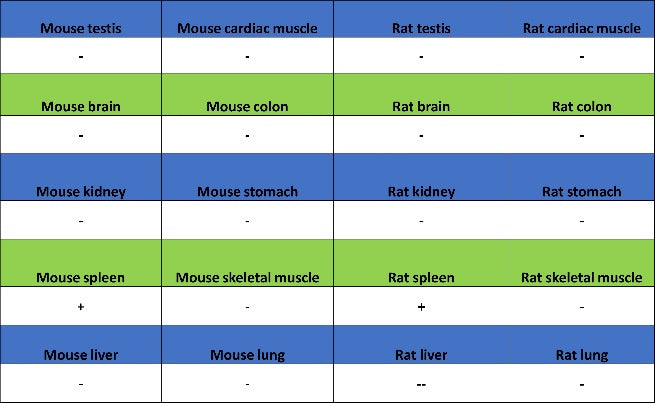 FOXP3 Recombinant Mouse mAb (SDT-3494)