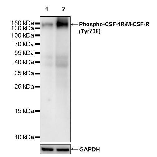 Phospho-CSF-1R/M-CSF-R (Tyr708) Recombinant Rabbit mAb (S-3346)