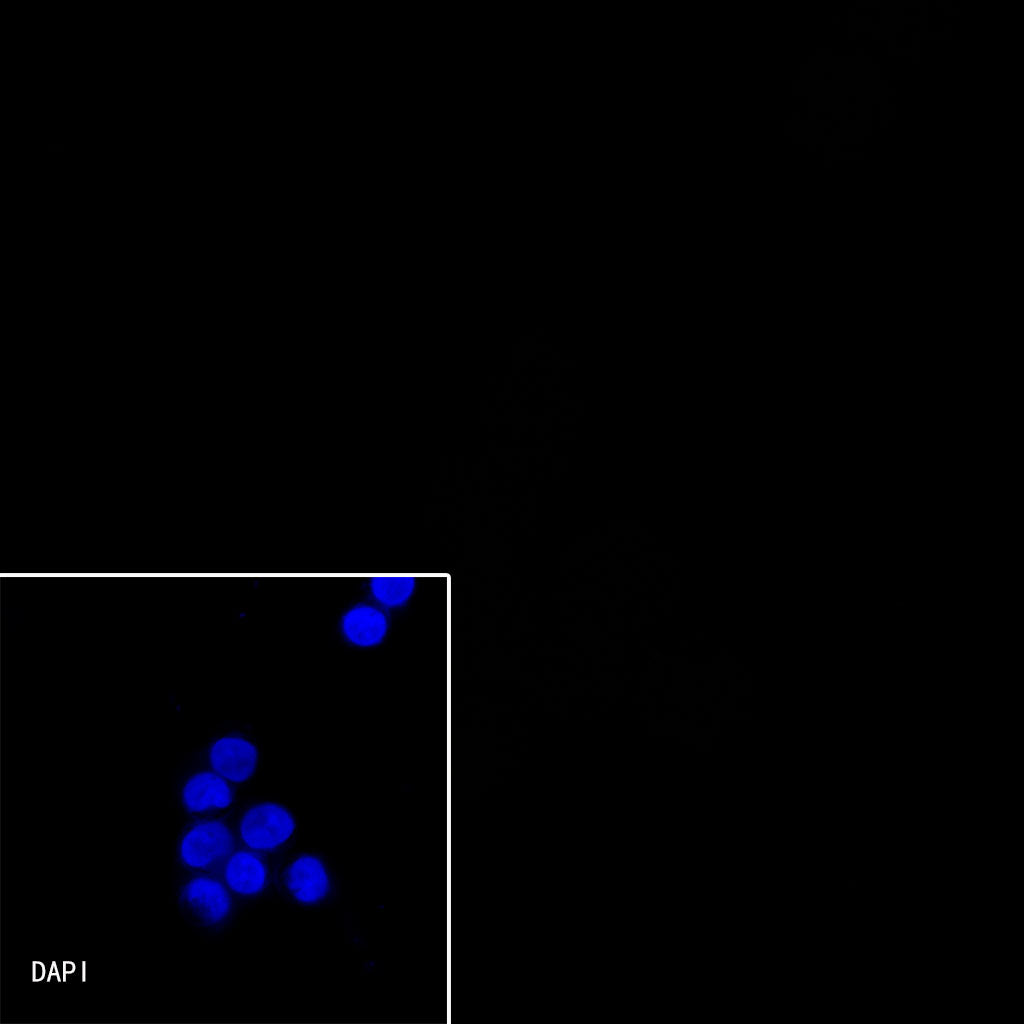 CD138 Recombinant Rabbit mAb,PBS Only (SDT-R120)