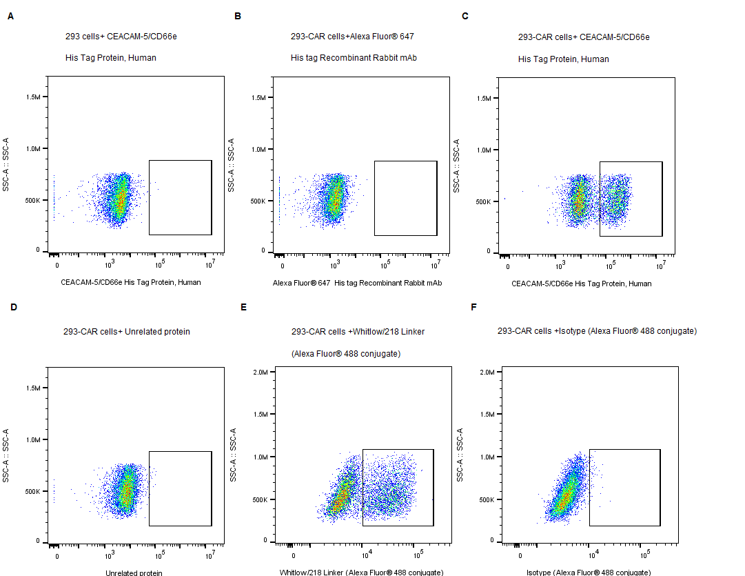 CEACAM-5/CD66e His Tag Protein, Human