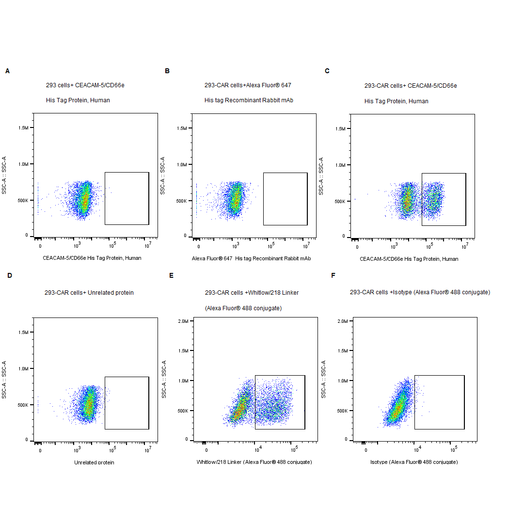 CEACAM-5/CD66e His Tag Protein, Human