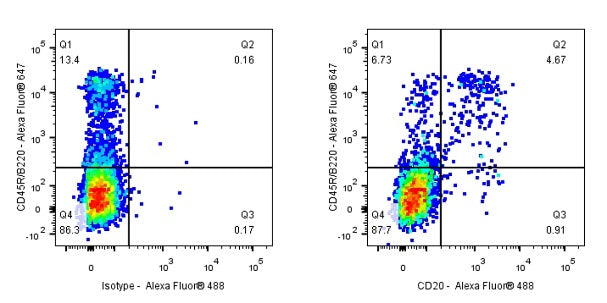 Rat Anti-Mouse CD20 Antibody (S-R497)