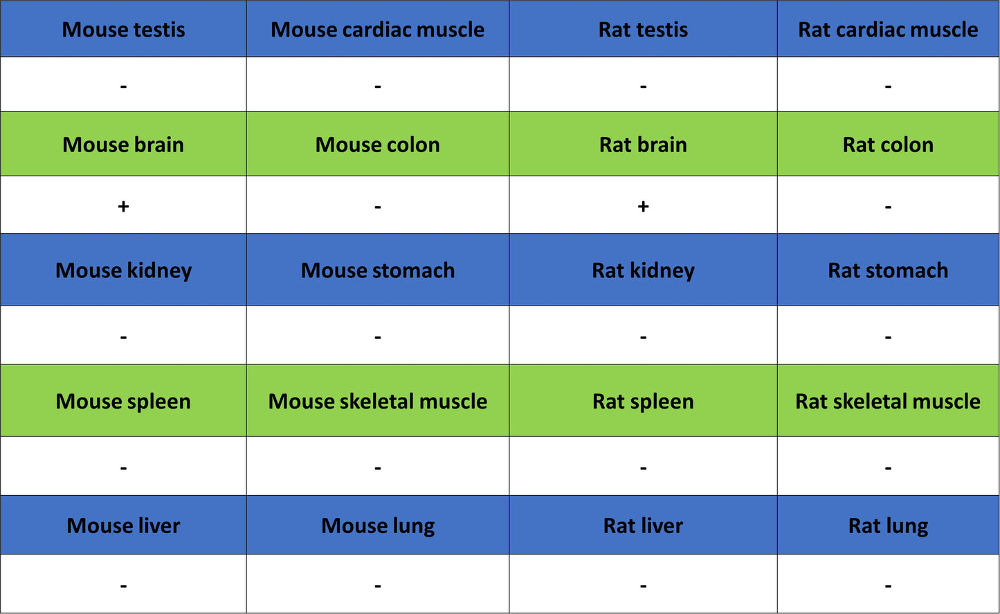 AP-2α Recombinant Rabbit mAb (S-4444-44)
