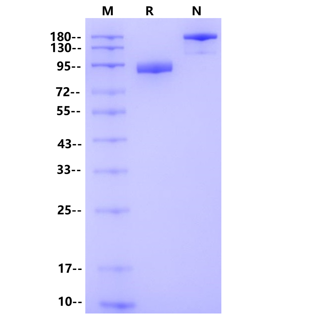 Product image media