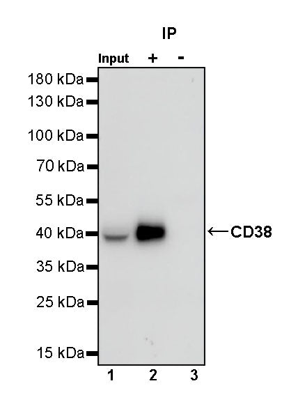 CD38 Recombinant Rabbit mAb (SDT-290-45)