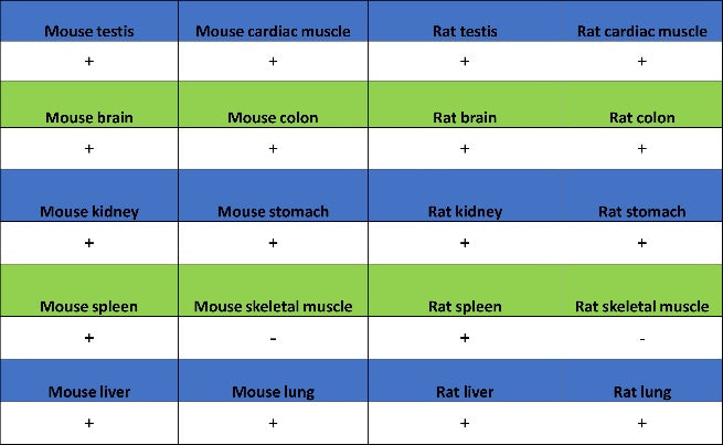 ACLY/ATP citrate lyase Recombinant Rabbit mAb (S-2025-32)