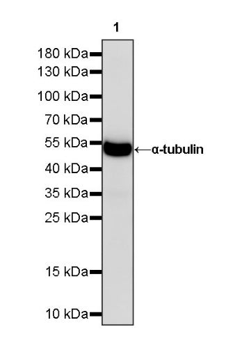 Goat Anti-Mouse lgG (H+L) (min X Hu, Bov Sr Prot) (HRP Conjugate)